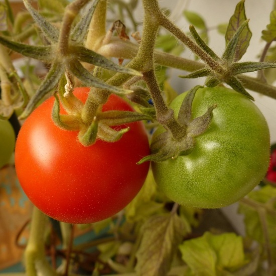 Beitrag Phoenix August 2014 – Ein schöner (Nutz)Garten