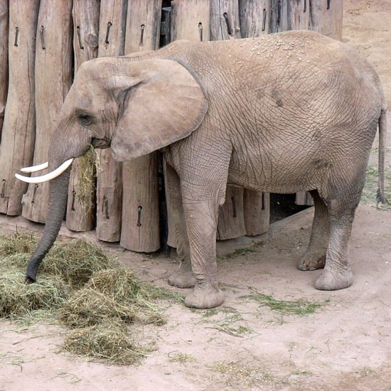 Beitrag Phoenix Mai 2015 – Zoo – Gespräch mit Tom Bernheim